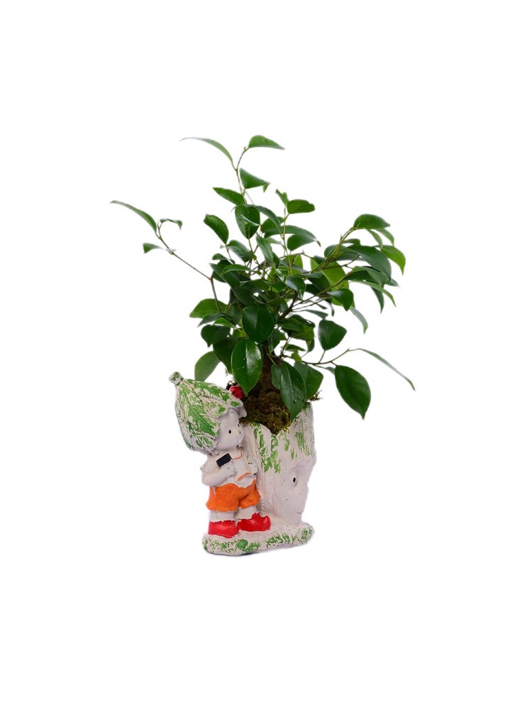 Bonsai kategori ikonu