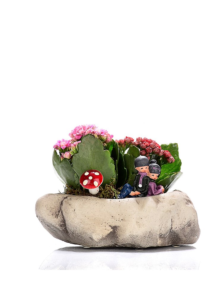 Kalanchoe kategori ikonu